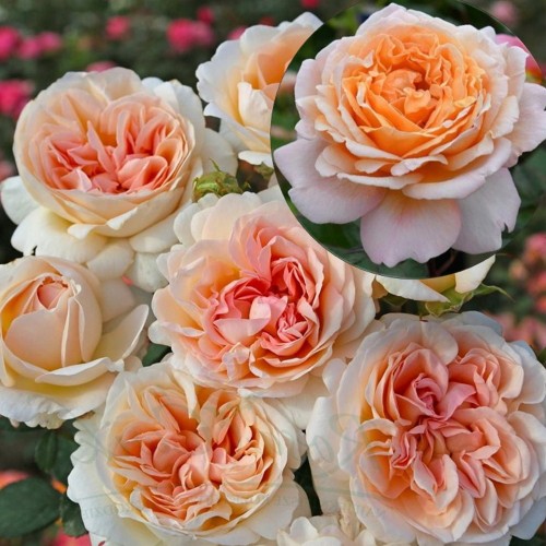Rosa 'Großherzogin Luise' - Roos 'Großherzogin Luise' C4/4L